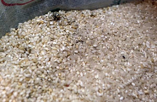怎样鉴别发霉大米？发霉大米是否可以食用？